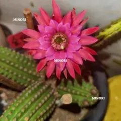 2026年最新】サボテン 金紐の人気アイテム - メルカリ