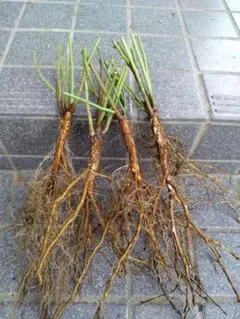 2026年最新】台木の人気アイテム - メルカリ