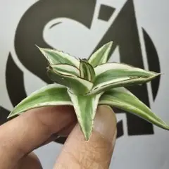 2026年最新】アガベ氷山の人気アイテム - メルカリ