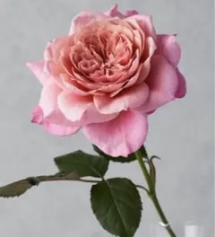 2026年最新】切花品種 バラ 苗の人気アイテム - メルカリ