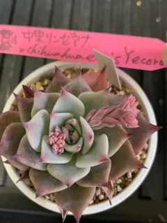 2026年最新】中里リンゼアナ 札の人気アイテム - メルカリ