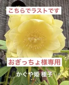 2026年最新】かぐや姫 クリスマスローズの人気アイテム - メルカリ