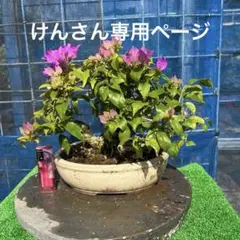 2026年最新】ブーゲンビリアの人気アイテム - メルカリ