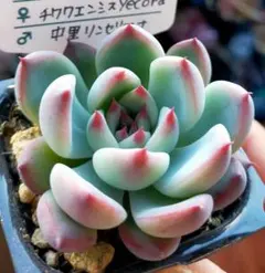 2026年最新】中里リンゼアナ 札の人気アイテム - メルカリ