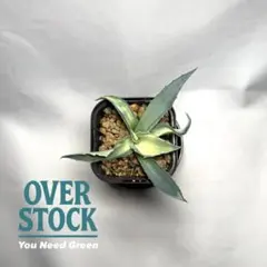 2026年最新】アガベアウェイクニングエンジェルの人気アイテム - メルカリ