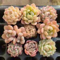 2026年最新】多肉 抜き苗 セットの人気アイテム - メルカリ