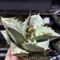 2026年最新】ホワイトファイヤー アガベの人気アイテム - メルカリ