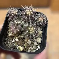 2026年最新】金鯱 種の人気アイテム - メルカリ