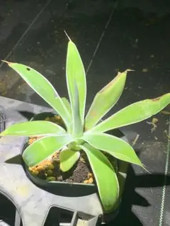 2026年最新】アテナータ レイオブライトの人気アイテム - メルカリ