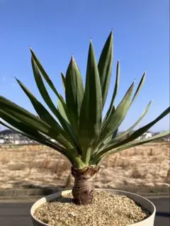 2026年最新】ユッカ グロリオサの人気アイテム - メルカリ