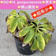 2026年最新】クリスマスローズ 株分け 苗の人気アイテム - メルカリ