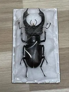 2026年最新】ヨーロッパミヤマ 標本の人気アイテム - メルカリ