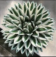 2026年最新】アガベ氷山の人気アイテム - メルカリ