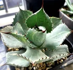 2026年最新】山宅雷神の人気アイテム - メルカリ