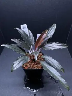 2026年最新】ホマロメナ 赤備の人気アイテム - メルカリ