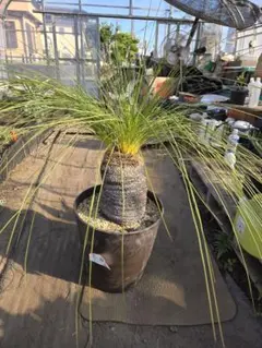 2025年最新】ジョンソニーの人気アイテム - メルカリ