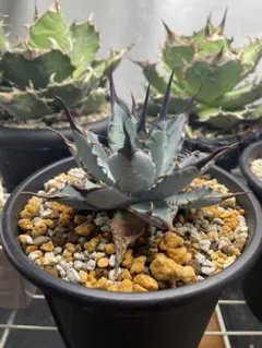 2026年最新】エボリスピナ bbの人気アイテム - メルカリ