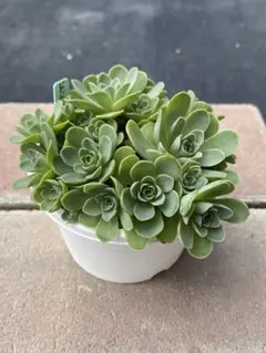 2026年最新】アエオニウムの人気アイテム - メルカリ