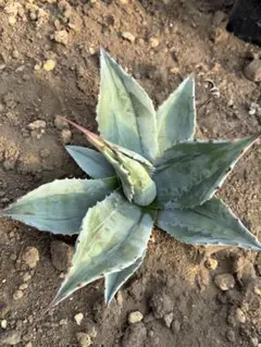 2026年最新】アガベモンタナの人気アイテム - メルカリ