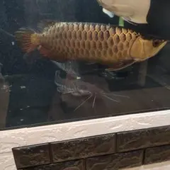 2026年最新】カンテツ 水槽の人気アイテム - メルカリ