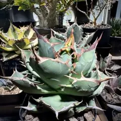 2026年最新】アガベ イランの人気アイテム - メルカリ