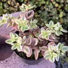 2026年最新】多肉錦の人気アイテム - メルカリ