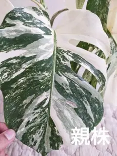 2026年最新】ホワイトタイガー モンステラの人気アイテム - メルカリ