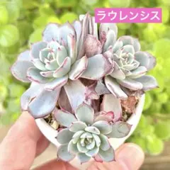 サービス品@1800】ラウレンシス - メルカリ