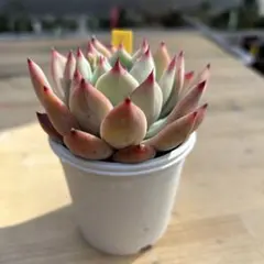 2026年最新】中里リンぜアナの人気アイテム - メルカリ