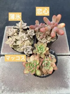 2026年最新】普及種多肉の人気アイテム - メルカリ