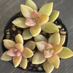 2026年最新】多肉 抜き苗 セットの人気アイテム - メルカリ