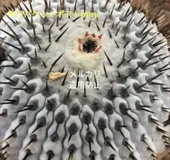 2026年最新】コルムナアルバの人気アイテム - メルカリ