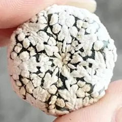 2026年最新】スーパー兜の人気アイテム - メルカリ