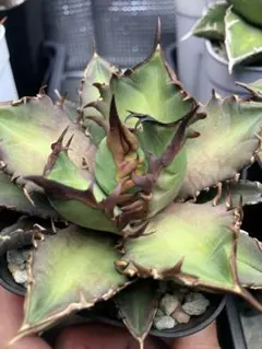 2026年最新】アガベ イラン株の人気アイテム - メルカリ