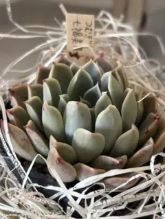 2026年最新】miya苗の人気アイテム - メルカリ