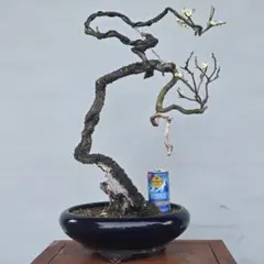 青軸野梅(一重緑萼.白花) [文人風木] 大品盆栽 梅 - メルカリ