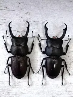 2026年最新】標本クワガタの人気アイテム - メルカリ