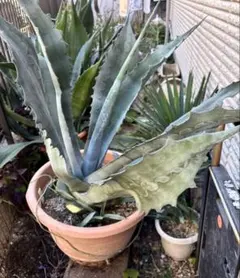 2026年最新】ファンキートゥースの人気アイテム - メルカリ