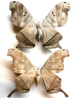 2026年最新】標本 ヤママユの人気アイテム - メルカリ