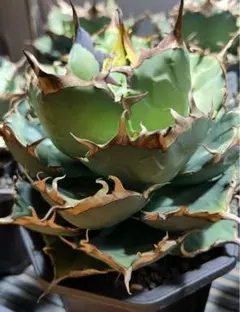 2026年最新】アガベ イラン株の人気アイテム - メルカリ