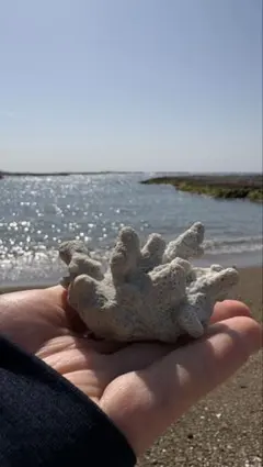 2026年最新】珊瑚オブジェの人気アイテム - メルカリ