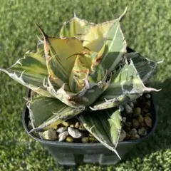 2026年最新】白鯨錦の人気アイテム - メルカリ