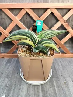 2026年最新】サンスベリア ロリダ 斑入りの人気アイテム - メルカリ