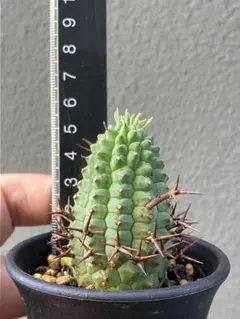 2026年最新】群星冠 メスの人気アイテム - メルカリ