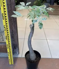 2026年最新】パキラ ミルキーウェイの人気アイテム - メルカリ