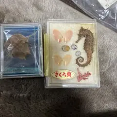 2026年最新】カブトガニ 標本の人気アイテム - メルカリ