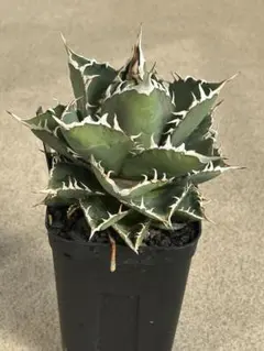 2026年最新】イタリア産アガベの人気アイテム - メルカリ