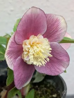 2026年最新】広瀬園芸 ソレイユの人気アイテム - メルカリ