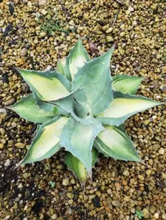 2026年最新】アガベアウェイクニングエンジェルの人気アイテム - メルカリ