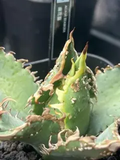 2026年最新】麻花龍 アガベの人気アイテム - メルカリ